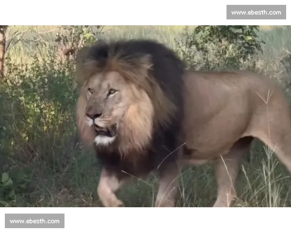 南非雄狮碾压野蛮人队，友谊赛狂揽 35 分创纪录